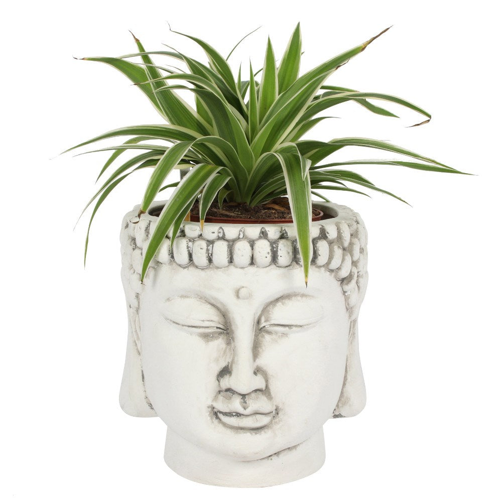 White Terracotta Buddha Potte