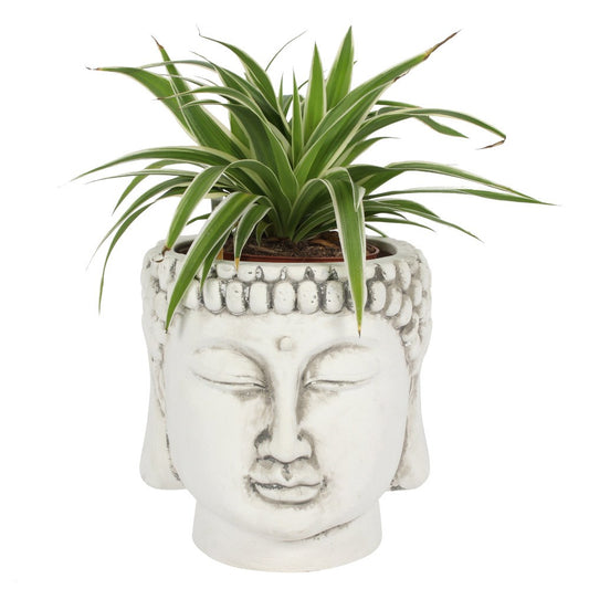 White Terracotta Buddha Potte